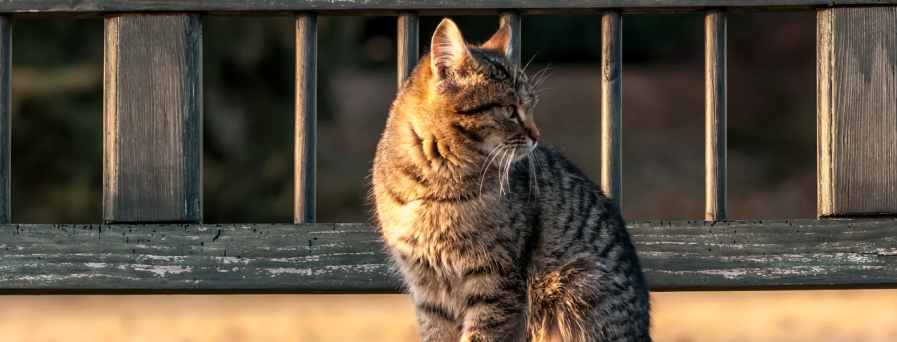 Cat looking away standing on a bridge 